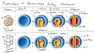 Protostome vs Deuterostome Embryo Development [upl. by Hsekar]