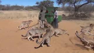 Harnas Cheetah Feeding Frenzy [upl. by Ihtac904]