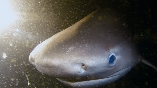 Six Gill Shark Sighting Scuba Diving at Redondo Wa 83023 [upl. by Brookner409]