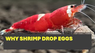 Why Shrimp drop eggs [upl. by Arikat]