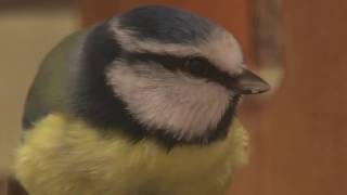 Zählung der Wintervögel  MDR THÜRINGEN  Das Radio [upl. by Bloom42]