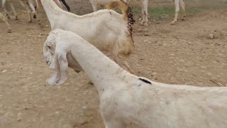 My village beautiful new farm new funny farming vlog video 11 November 2024 [upl. by Adnwahs322]