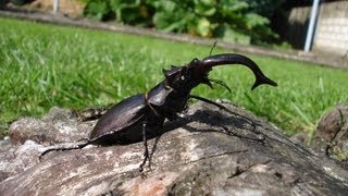 Lucanus cervus akbesianus  Stag Beetle  HirschkÃ¤fer [upl. by Annaehr]