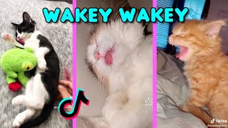 Wakey Wakey Its time for school  Waking up cats Funny Cat Tiktok Compilation l Oh Hooman [upl. by Llechtim]