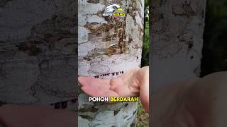 JANGAN Menebang POHON ini❗️⁉️😲 fakta faktaunik faktamenarik hewan animals facts misteri [upl. by Etnaid]