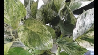 Houseplant Care Fuller Pothos Plant  Money Plant  A Propagation Recap amp Update 🌼 [upl. by Wain]