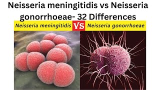 Neisseria meningitidis vs Neisseria gonorrhoeae 32 Differences [upl. by Nanyt]