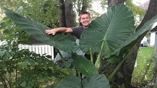 The Secret to Growing Alocasia  The Barefooted Gardener [upl. by Selma727]