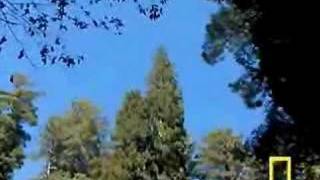 Tallest tree found in Redwood National Park Part 1 [upl. by Giles171]