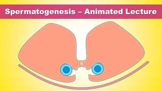 Spermatogenesis Gametogenesis  Concept of Stem cells amp Blood Testis barrier [upl. by Aronal871]