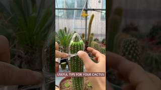 Useful tips for your cactus 🌵 cacti plants gardening cactus [upl. by Lemrahc]