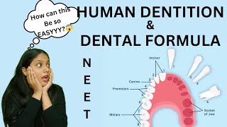 Human Dentition 🦷amp DENTAL FORMULA  Thecodont  diphyodont heterodont  NEET  humera [upl. by Ajile]