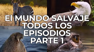 El Mundo Salvaje Todos los Episodios Parte 1  Free Documentary Nature  Español [upl. by Enelyar]