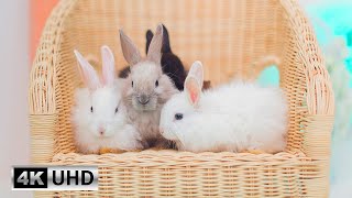 quotCute Bunny Bliss Relaxing Piano Music and Adorable Rabbit Clips  4K Video [upl. by Tallia]