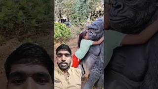 Gorilla ko kisne Pin chubhai ❓ 😱😨amimals cute cutebaby kgf kgfchapter2 cutesy shorts gorilla [upl. by Igig141]