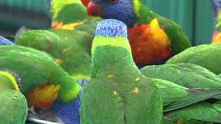 Rainbow Lorikeets wild and free in their native Australia [upl. by Birdella]