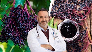 The Amazing Health Benefits of Black Elderberry [upl. by Jaella655]