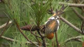 Twobarred Crossbills [upl. by Adneral]