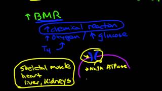 Thyroid physiology and pathophysiology [upl. by Llekcir124]