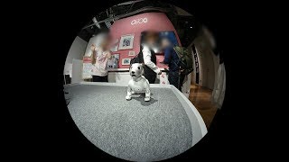 aiboはさくらちゃんの写真を撮ってました📷  Aibo was filming another Aibo Sakura [upl. by Janette]