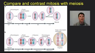 Mitosis Meiosis amp Cancer  Mr Pauller [upl. by Bellanca]