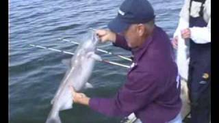 Trophy Catfish With Barry Stokes  Chad Ferguson Catfish Guide [upl. by Lasser633]