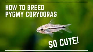 How to Breed Pygmy Corydoras  Super Cute Catfish [upl. by Nauquf]