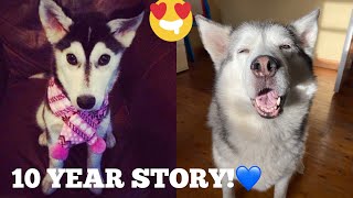 The Full 10 Year Story Of Millie The Husky Becoming The Best Husky Ever UNSEEN PUPPY CLIPS [upl. by Ellenej]