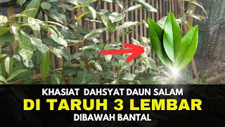 Khasiat Dahsyat Menaruh 3 Lembar Daun Salam Dibawah Bantal [upl. by Tnecillim]