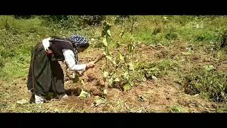 Kuth Saussurea lappa Cultivation Costus Herb Roots Cultivation In A Himalaya Village [upl. by Eleazar]