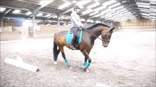 Dressage Test Riding Training Day  10th July 2016  Novice 34  Jess amp Beau [upl. by Nywg]