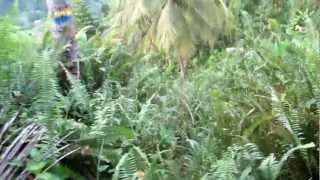 Hiking the Waitukubuli National Trail in Dominica  Segment 6 [upl. by Basilius]