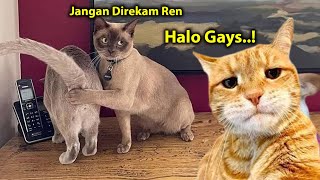 NGAKAK 😂 Video Kucing Lucu Banget Bikin Ngakak Sakit Perut  Kucing Lucu Tiktok [upl. by Norita]