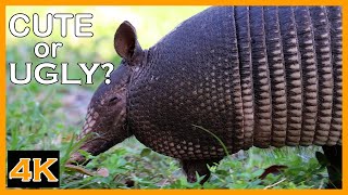 NineBanded Armadillo Searching For Food [upl. by Asum559]