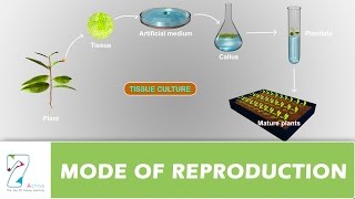 MODE OF REPRODUCTION  PART 02 [upl. by Ullyot]