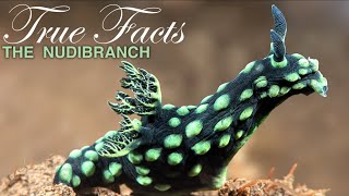 True Facts Freaky Nudibranchs [upl. by Thane]