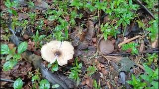 Termitomyces clypeatus fruiting on 22 July Canacona [upl. by Assinna]