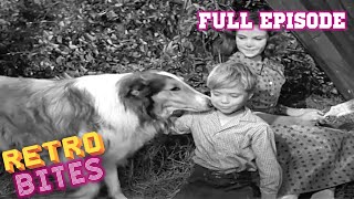 Lassie  Teamwork  Lassie English Full Episodes 🐕 [upl. by Gabel]