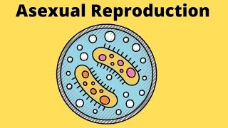 Asexual ReproductionFissionBuddingFragmentationSpores [upl. by Hook]