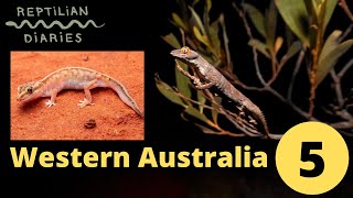 Lizards Do you like Egernia Strophurus Diplodactylus Herping Western Australia [upl. by Falkner]