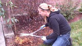 How To Prune Astilbes After Theyve Gone Winter Dormant [upl. by Etteraj]