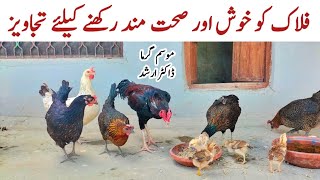 Tips for a Happy and Healthy Flock  Caring for Chickens in Summer  Dr ARSHAD [upl. by Ivo]