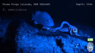 Hagfish predatory behaviour and slime defence mechanism [upl. by Yila]