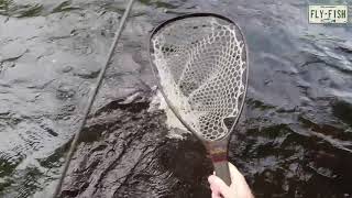 Fly Fishing  Farmington River Aug 1118 2018 [upl. by Marni]