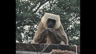 Monkey eating food  बंदर का वीडियो  monkey video monky video [upl. by Siravaj]