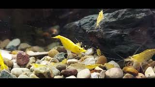 Lots of Bebe Shrimps Freshwater ornamental shrimp  species Neocaridina quotNeon Yellowquot [upl. by Branca]