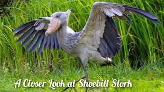 The Unusual Shoebill Stork A Delightfully Strange Bird in the Animal World [upl. by Mian]