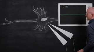 The Resting Membrane Potential [upl. by Nalek]