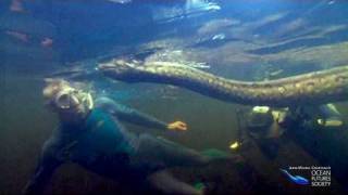 Divers with Giant Anaconda in the Amazon [upl. by Omarr301]