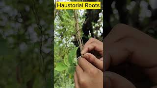 Parasitic Plant  Cascuta or Dodder parasite shorts biology facts factsshorts [upl. by Rabi67]